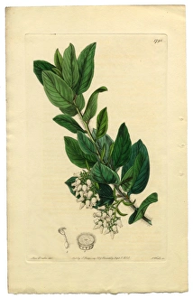 Arctostaphylos tomentosa Victorian Botanical Illustration, Downy Bearberry, Bearberry Arctostaphylos tomentosa Victorian Botanical Illustration, Downy Bearberry, Bearberry