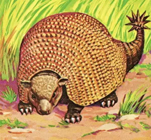 Images Dated 22nd August 2003: Armadillo