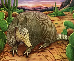 Armadillo in the Desert available as Framed Prints, Photos, Wall Art and Photo Gifts #19764549 Armadillo in the Desert available as Framed Prints, Photos, Wall Art and Photo Gifts #19764549