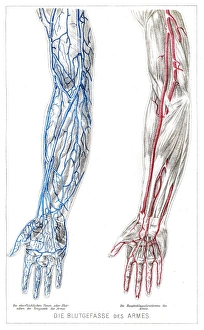 Arms Blood vessels anatomy engraving 1857 Arms Blood vessels anatomy engraving 1857