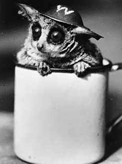 World War II (1939-1945) Gallery: ARP Bush-Baby