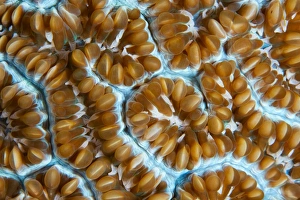 <b class=qtipBold><figcaption>Art of corals</figcaption></b><br>Coral pattern. Underwater close-up.<br><em>© Andrey Narchuk</em> Art of corals