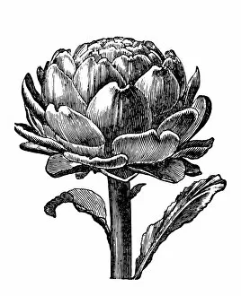 Images Dated 14th February 2016: Artichoke