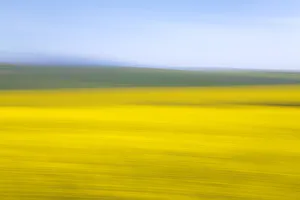 An artistic expression of Canola and Wheat fields in the early Spring with the bold An artistic expression of Canola and Wheat fields in the early Spring with the bold