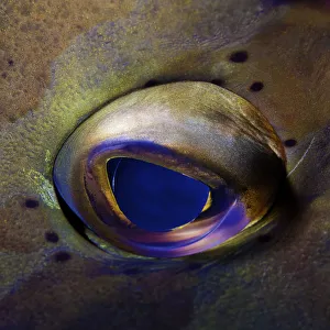 <b class=qtipBold><figcaption>Artistic Grouper eye</figcaption></b><br>Close-up eye of grouper taken at Little Cayman Island.<br><em>© copyright 2013 Tom Meyer</em> Artistic Grouper eye