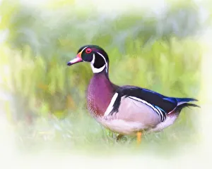 Artistic Portrait Digital Painting of Wood Duck in Grass Artistic Portrait Digital Painting of Wood Duck in Grass