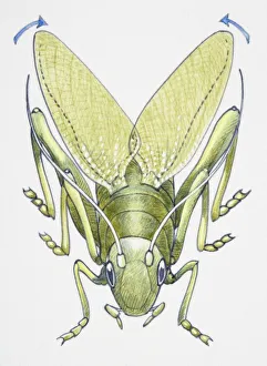 Artwork of a cricket making music with its legs Artwork of a cricket making music with its legs