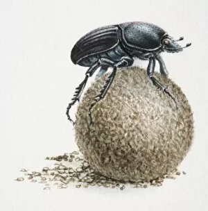 Images Dated 26th April 2006: Artwork of dung beetle on top of a dung ball