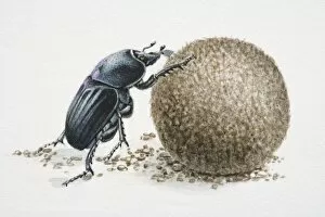 Images Dated 26th April 2006: Artwork of a dung beetle, rolling dung