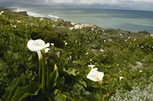 Images Dated 18th September 2009: arum lily, beauty in nature, coastline, color image, day, false bay, horizontal, landscape