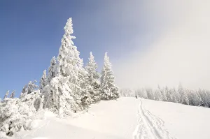 Ascent tracks and deep snow-covered trees on the ridge of Mt. Unterberg, Lower Austria, Austria, Europe Ascent tracks and deep snow-covered trees on the ridge of Mt. Unterberg, Lower Austria, Austria, Europe