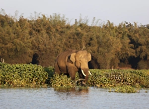 Asian, Asiatic or Indian elephant -Elephas maximus-, male, Kabini Reservoir, Rajiv Gandhi National Park, Nagarhole National Park, Karnataka, South India, India, South Asia, Asia Asian, Asiatic or Indian elephant -Elephas maximus-, male, Kabini Reservoir, Rajiv Gandhi National Park, Nagarhole National Park, Karnataka, South India, India, South Asia, Asia
