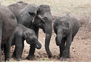 Asian, Asiatic or Indian elephants -Elephas maximus-, Rajiv Gandhi National Park Asian, Asiatic or Indian elephants -Elephas maximus-, Rajiv Gandhi National Park