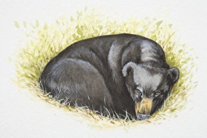 Asian Black Bear (Ursus thibetanus) lying curled up in grass Asian Black Bear (Ursus thibetanus) lying curled up in grass