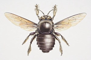 Asian Carpenter Bee, Xylocopa sp, top view Asian Carpenter Bee, Xylocopa sp, top view