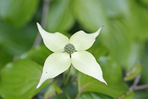 Asian Dogwood or Kousa Dogwood -Cornus kousa-, North Rhine-Westphalia, Germany Asian Dogwood or Kousa Dogwood -Cornus kousa-, North Rhine-Westphalia, Germany