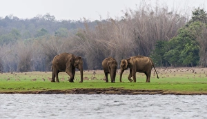 Asian elephant or Indian elephant -Elephas maximus-, male, Kabini Reservoir, Nagarhole Asian elephant or Indian elephant -Elephas maximus-, male, Kabini Reservoir, Nagarhole