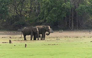 Asian elephants -Elephas maximus- with calf, Nagarhole National Park, Karnataka, India Asian elephants -Elephas maximus- with calf, Nagarhole National Park, Karnataka, India