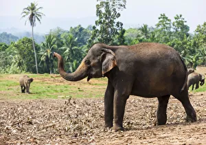 Asian elephants -Elephas maximus- feeding in the Pinnawela Elephants Orphanage, Pinnawela, Sri Lanka Asian elephants -Elephas maximus- feeding in the Pinnawela Elephants Orphanage, Pinnawela, Sri Lanka