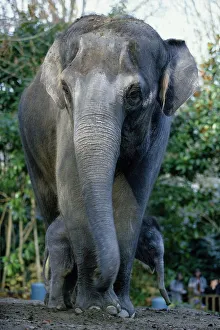 <b class=qtipBold><figcaption>Asian Elephants, Mother and Baby</figcaption></b><br><em>© This content is subject to copyright.</em> Asian Elephants, Mother and Baby
