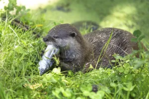Asian Short-clawed Otter -Aonyx cinerea- eating a fish, Northwood, Christchurch, Canterbury Region, New Zealand Asian Short-clawed Otter -Aonyx cinerea- eating a fish, Northwood, Christchurch, Canterbury Region, New Zealand