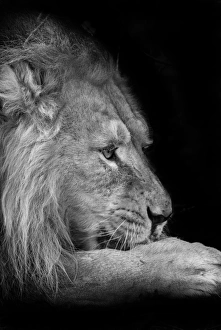 <b class=qtipBold><figcaption>Asiatic lion (Panthera leo persica)</figcaption></b><br>Fine Art Photography, 500397999<br><em>© 2014 Stephen Bridson Photography</em> Asiatic lion (Panthera leo persica)