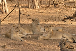 Asiatic Lions -Panthera leo persica-, Gir Forest National Park, Gir Sanctuary, Gujarat Asiatic Lions -Panthera leo persica-, Gir Forest National Park, Gir Sanctuary, Gujarat