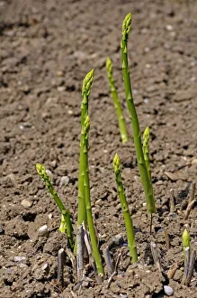 Asparagus -Asparagus officinalis-, Europe Asparagus -Asparagus officinalis-, Europe