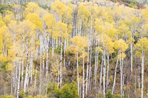 Aspen groves in autumn, Kebler Pass, Colorado, USA Aspen groves in autumn, Kebler Pass, Colorado, USA