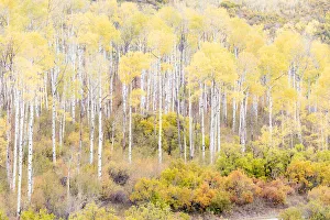 Aspen trees in autumn, Kebler Pass, Colorado, USA Aspen trees in autumn, Kebler Pass, Colorado, USA