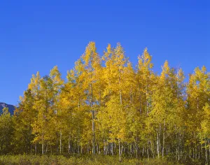 Aspen trees (Populus tremuloides) against blue sky, Gunnison National Forest, Colorado Aspen trees (Populus tremuloides) against blue sky, Gunnison National Forest, Colorado