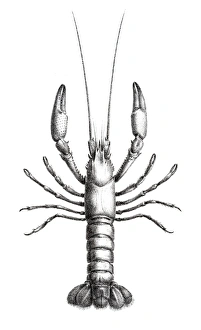 Astacidae Crawfish engraving 1870