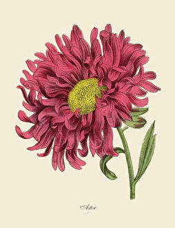 Herb Gallery: Aster or Star Plant, Victorian Botanical Illustration