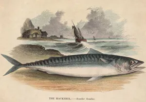 Atlantic Mackerel Atlantic Mackerel