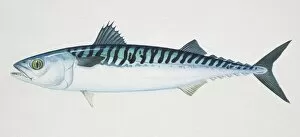 Perciformes Gallery: Atlantic Mackerel, Scomber scombrus, side view