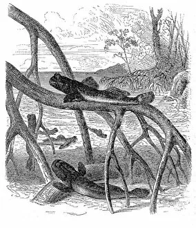 Atlantic mudskipper (Periophthalmus barbarus)