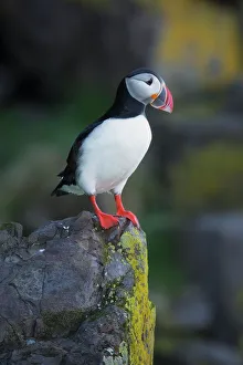 <b class=qtipBold><figcaption>Atlantic Puffin</figcaption></b><br>An Atlantic puffin in Latrabjarg, Iceland.<br><em>© 2017 Chase Dekker Wild-Life Images</em> Atlantic Puffin