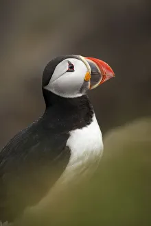 <b class=qtipBold><figcaption>Atlantic Puffin</figcaption></b><br>An Atlantic puffin in Latrabjarg, Iceland.<br><em>© 2017 Chase Dekker Wild-Life Images</em> Atlantic Puffin