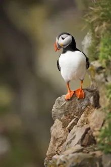 <b class=qtipBold><figcaption>Atlantic Puffin</figcaption></b><br>An Atlantic puffin sits on a rock in Latrabjarg, Iceland.<br><em>© 2017 Chase Dekker Wild-Life Images</em> Atlantic Puffin