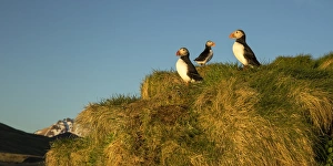 <b class=qtipBold><figcaption>Atlantic Puffin</figcaption></b><br>A group of Atlantic puffins sit on their grassy burrows in eastern Iceland.<br><em>© 2017 Chase Dekker Wild-Life Images</em> Atlantic Puffin