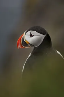 <b class=qtipBold><figcaption>Atlantic Puffin</figcaption></b><br>An Atlantic puffin sits near its burrow in Latrabjarg, Iceland.<br><em>© 2017 Chase Dekker Wild-Life Images</em> Atlantic Puffin
