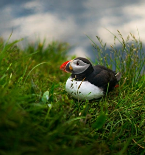 Atlantic puffin at Latrabjarg in Westfjords, Iceland Atlantic puffin at Latrabjarg in Westfjords, Iceland