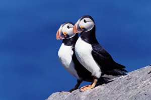 Two atlantic puffins (Fratercula arctica) on cliff Two atlantic puffins (Fratercula arctica) on cliff