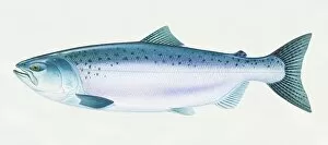 Images Dated 10th March 2006: Atlantic Salmon (Oncorhynchus tshawytscha), side view