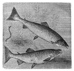Atlantic salmon (salmo salar) and brown trout (S. trutta) Atlantic salmon (salmo salar) and brown trout (S. trutta)