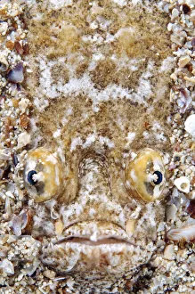 Atlantic Stargazer -Uranoscopus scaber-, Black Sea, Crimea, Ukraine Atlantic Stargazer -Uranoscopus scaber-, Black Sea, Crimea, Ukraine