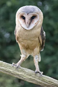 attentive, exterior views, looks, natural environment, niedersachsen, perch, tyto alba attentive, exterior views, looks, natural environment, niedersachsen, perch, tyto alba