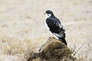 Augur Buzzard (Buteo augur) perched on rock, Ngorongoro Crater Augur Buzzard (Buteo augur) perched on rock, Ngorongoro Crater