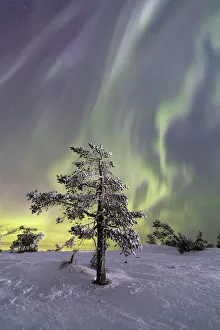 Aurora Borealis on the frozen tree Lapland Finland Aurora Borealis on the frozen tree Lapland Finland