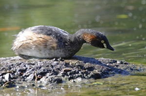 Australasian grebe (Tachybaptus novaehollandiae), Australia Australasian grebe (Tachybaptus novaehollandiae), Australia